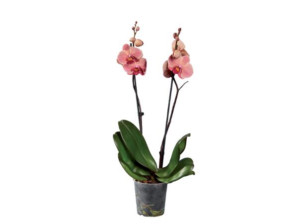 Phalaenopsis 2 Stems