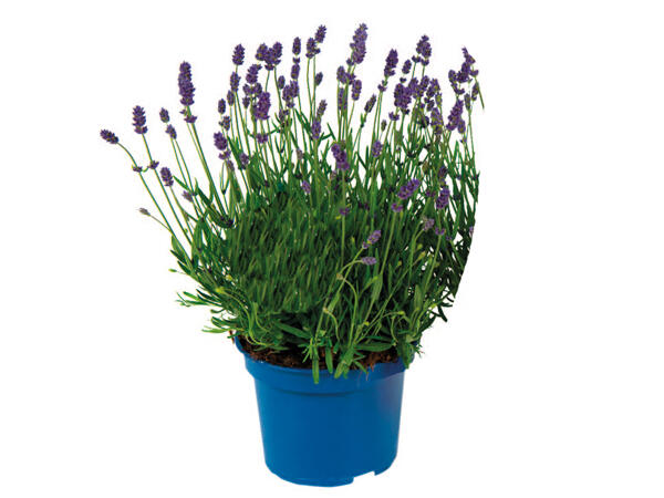 English Lavender