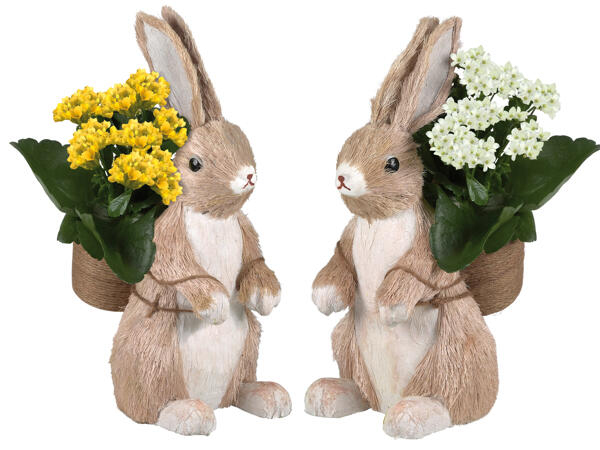 Osterhase mit Kalanchoe bepflanzt