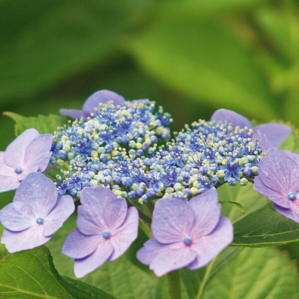 Tellerhortensie