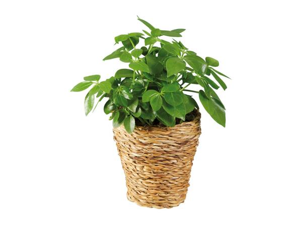 Green Plants in Woven Pot