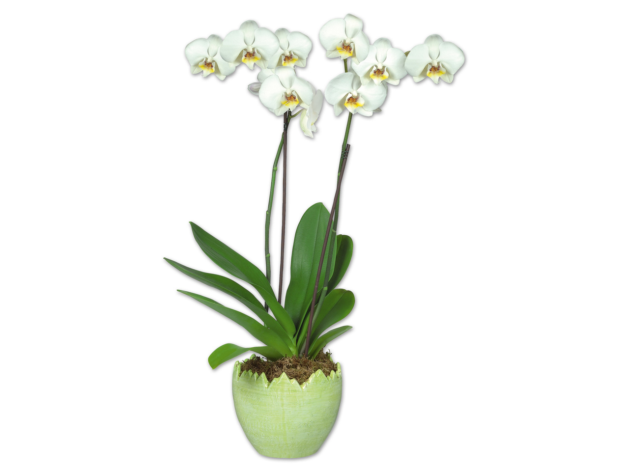 Phalaenopsis 2-Stieler im Keramikei
