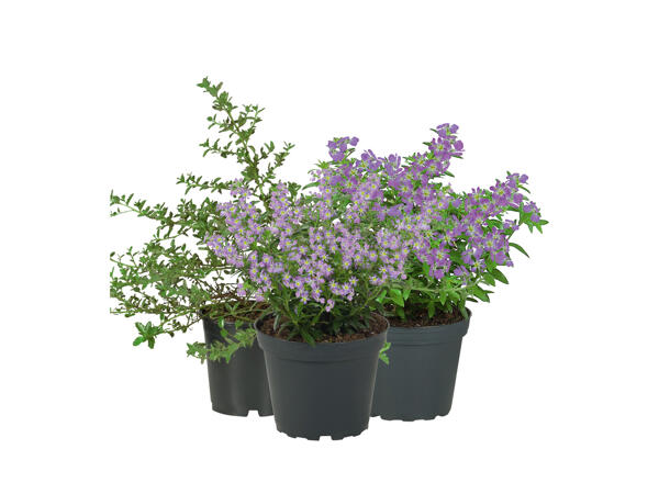 Vårblommor