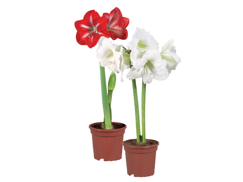 Twin Stem Amaryllis