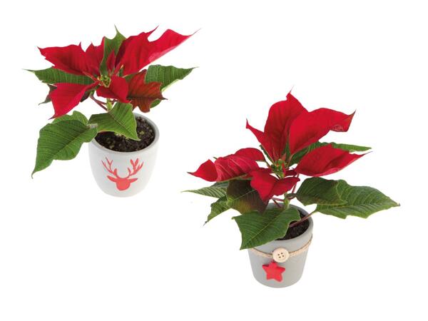 Mini poinsettia dans un pot en céramique