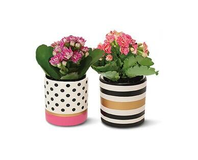 Valentine's Day Kalanchoe
