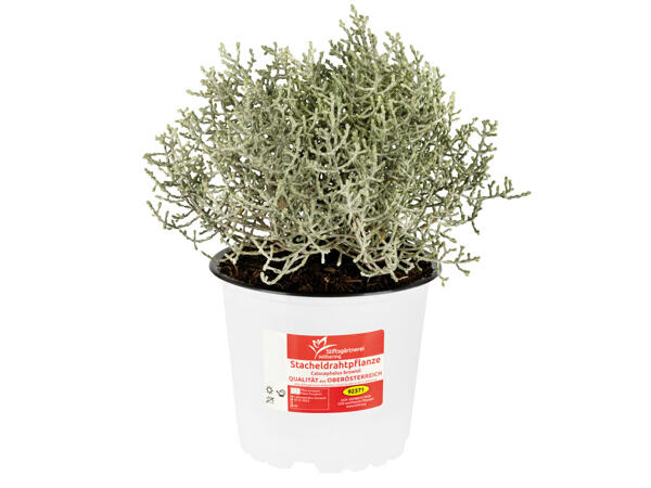 Stacheldrahtpflanze