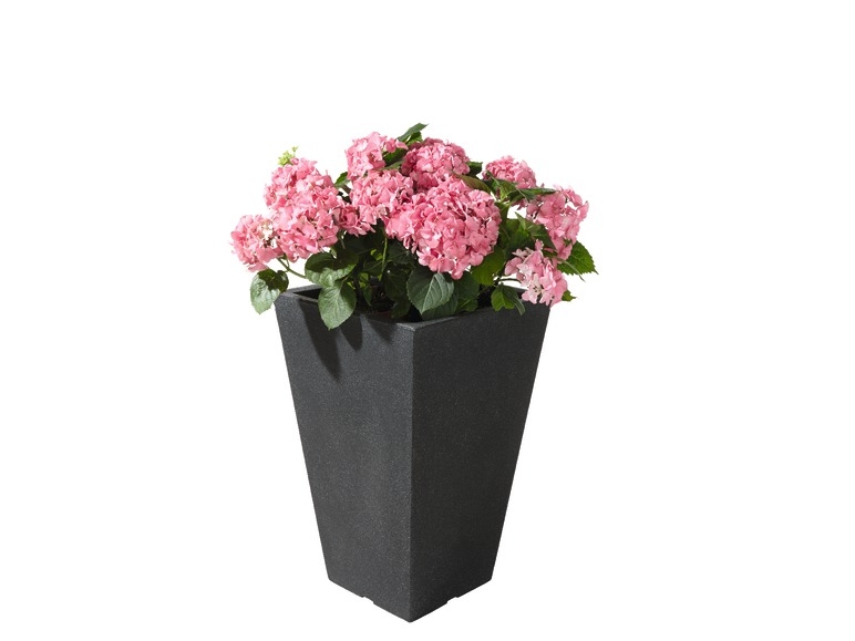 Plant Pot