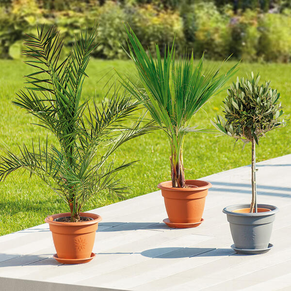 Große Terrassenpflanze