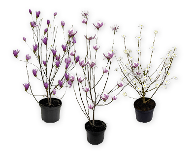 Magnolie