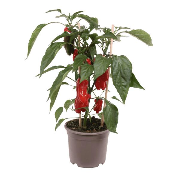 Plante potagère
