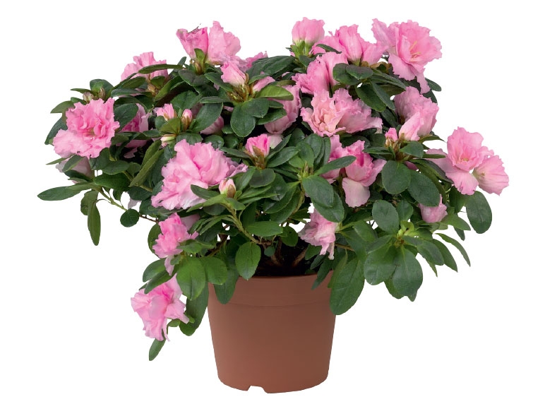 Azalea