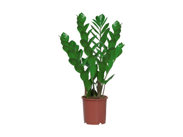 Zamioculcas
