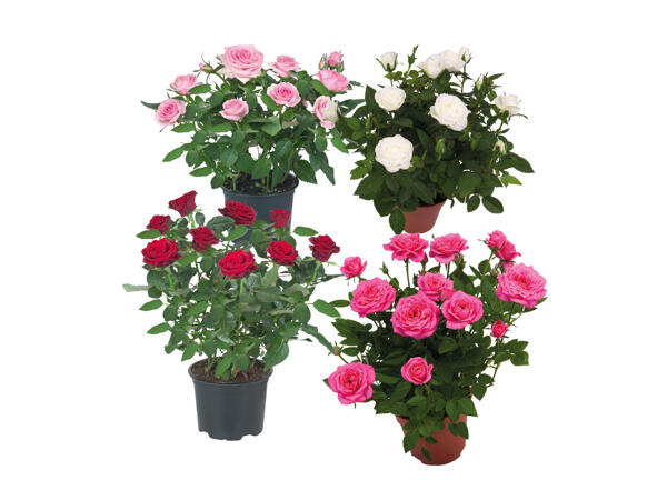 Roses in a Pot