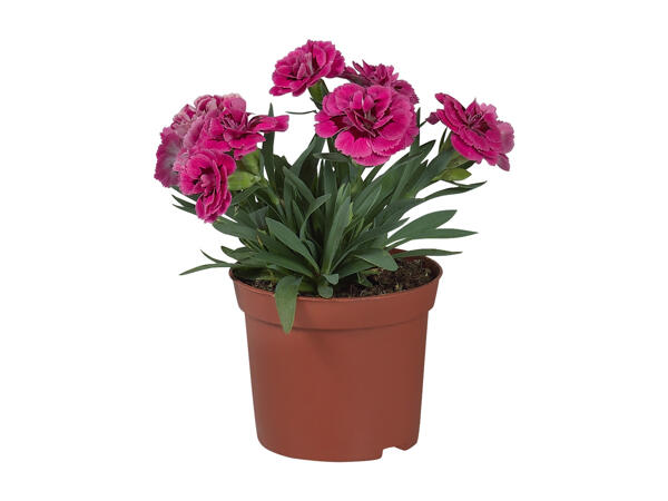 Carnations