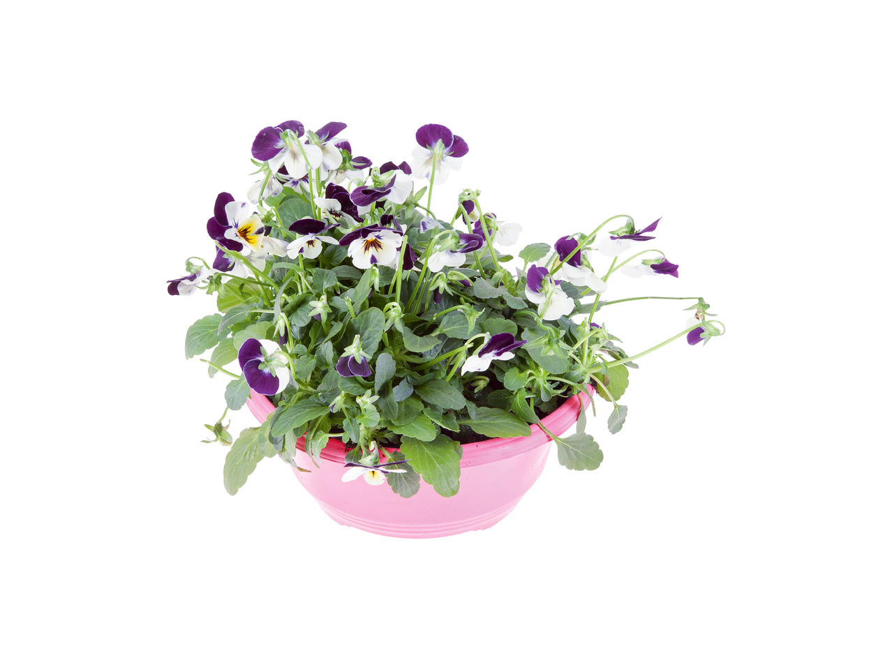Stedmoderblomster eller violer i skål