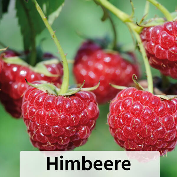 Niedrigwachsende Beerensträucher