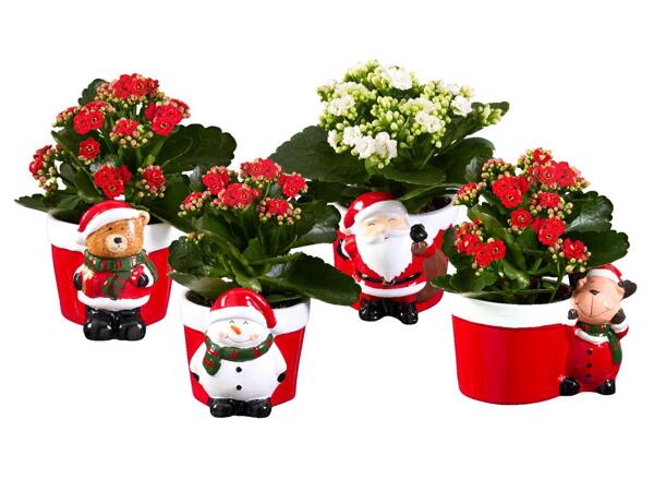 Pottery Christmas figures with kalanchoe