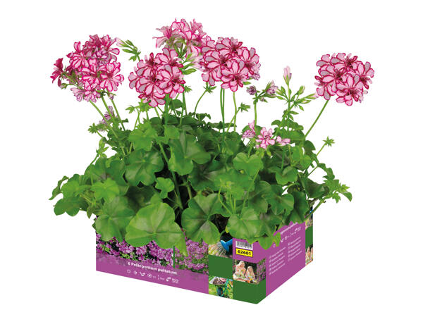Trailing Geranium