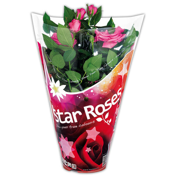 Topfrose