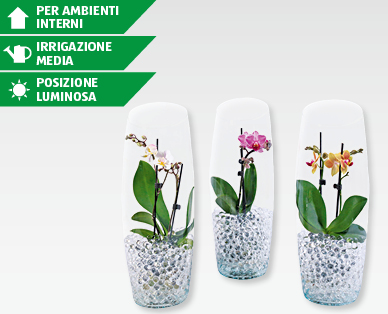 Phalaenopsis in vaso di vetro