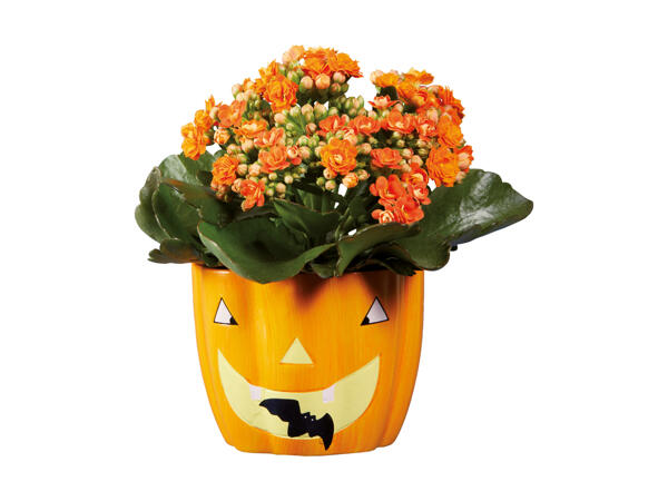 Plante i halloween keramik