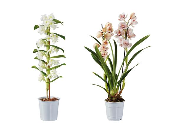 Mix di orchidee premium
