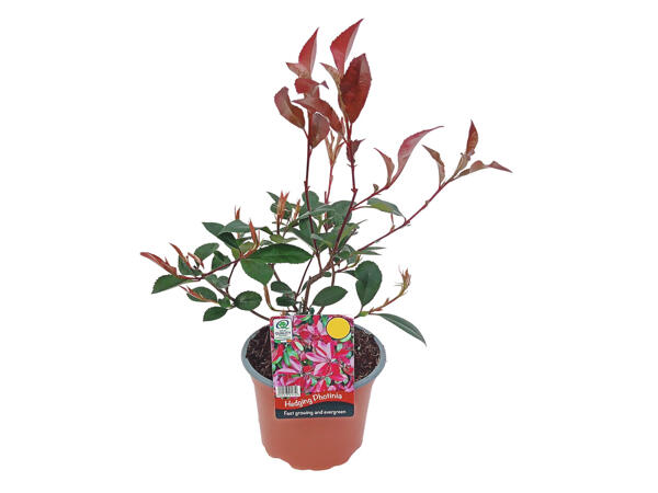 Hedging Photinia