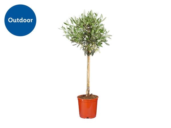 Olive Tree