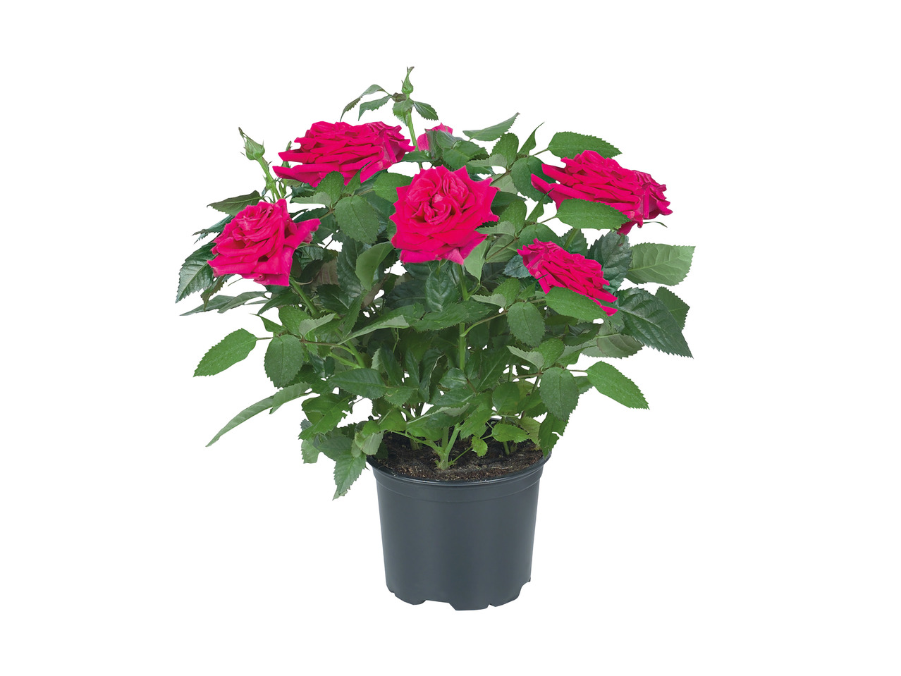 Mini Roses1