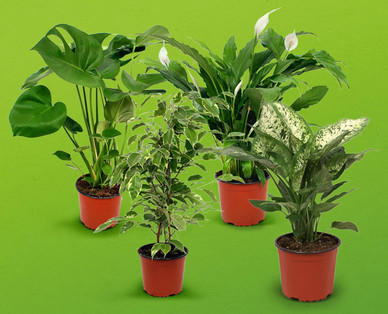 Feng Shui Energiepflanze
