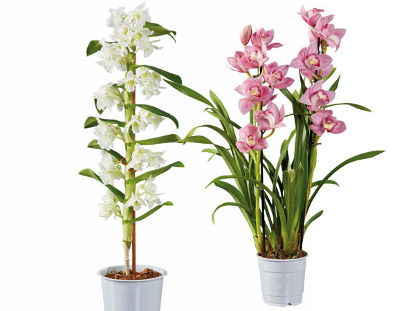 Premium Orchidee