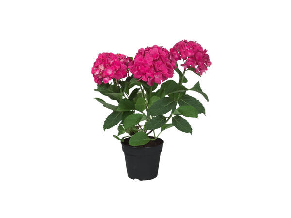 Hortensia