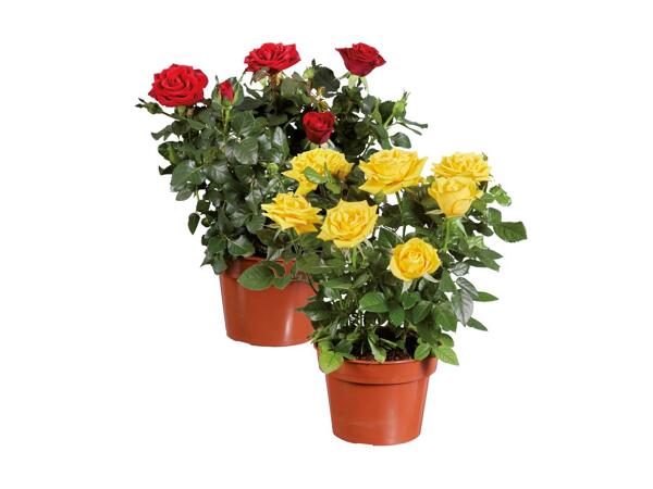 Roses