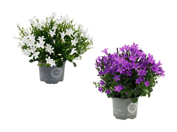 Klokkeblomst