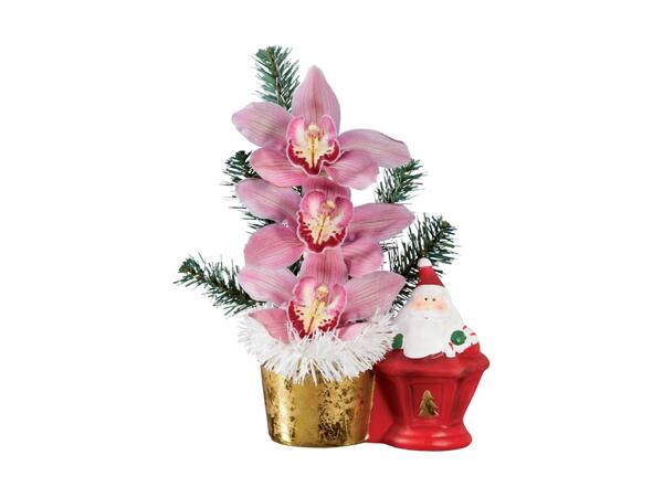 Christmas Gifting Orchid
