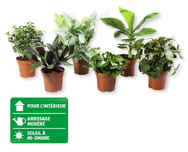 Plante verte exclusive