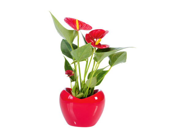Anthurium