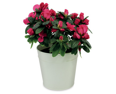 Azalea 12cm‡