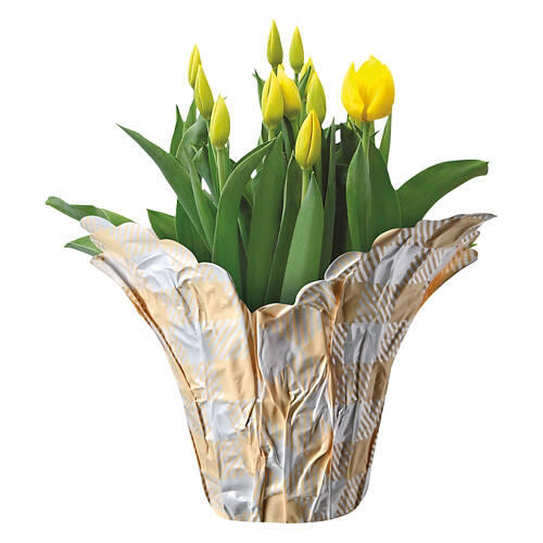 Tulips Indoor Plant - Assorted Color