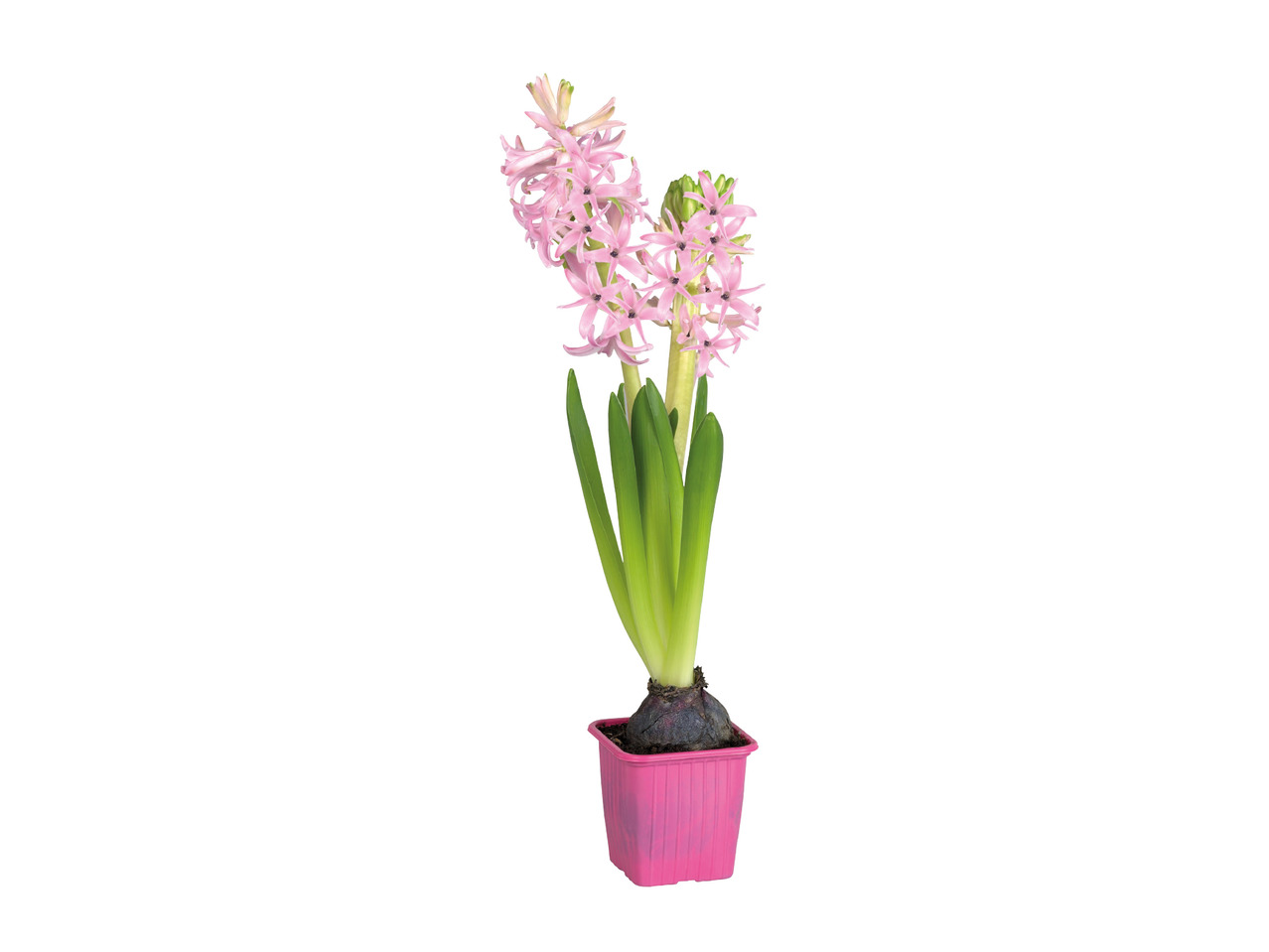 Hyacinth in Square Pot1