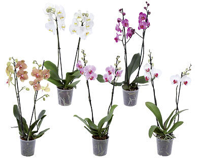 ORCHIDEA