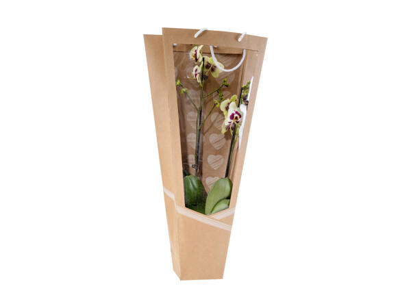 Phalaenopsis 2 tiges dans un emballage effet écran de verre