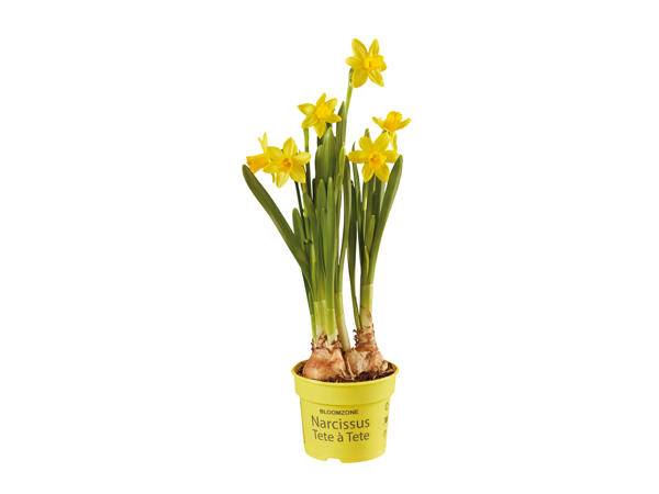 Potted Daffodils