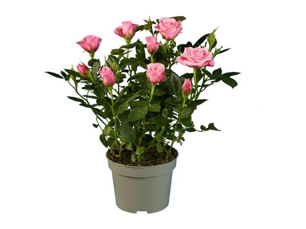 Mini Rose