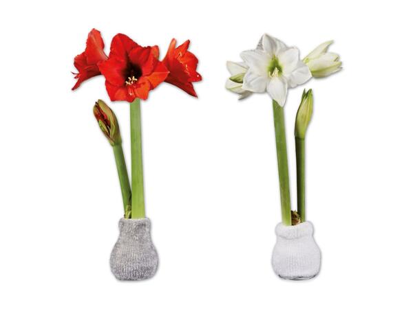 Amaryllis im „Fashion Cozy Socken"