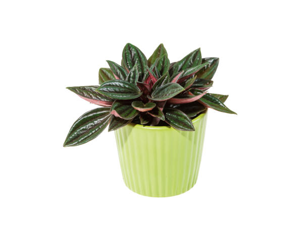 Mini Succulent in Ceramic