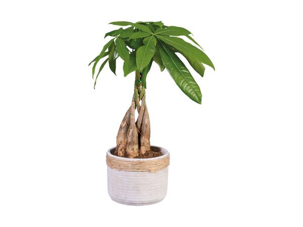 Plante i keramik