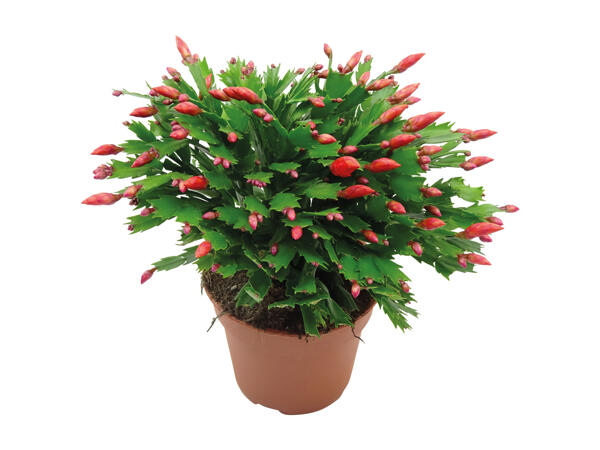 Schlumbergera