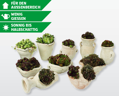 Steingartenpflanze